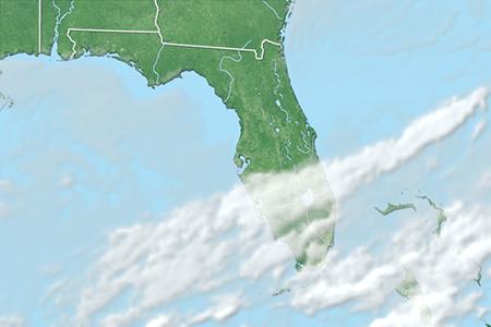 Satelliitti Satelliitti