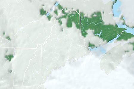 Satelliitti Satelliitti