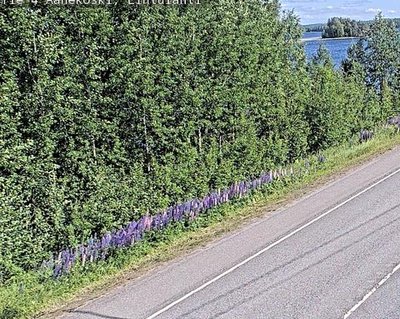 Tie 4 Äänekoski, Lintulahti