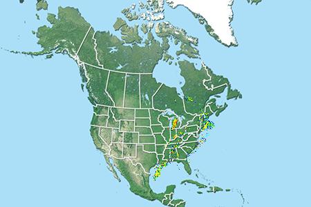 Sadetutka